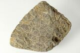 Polished Fossil Coral (Actinocyathus) Head - Morocco #202509-1